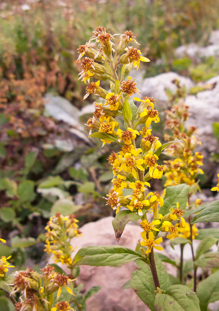 Изображение особи Solidago virgaurea ssp. caucasica.