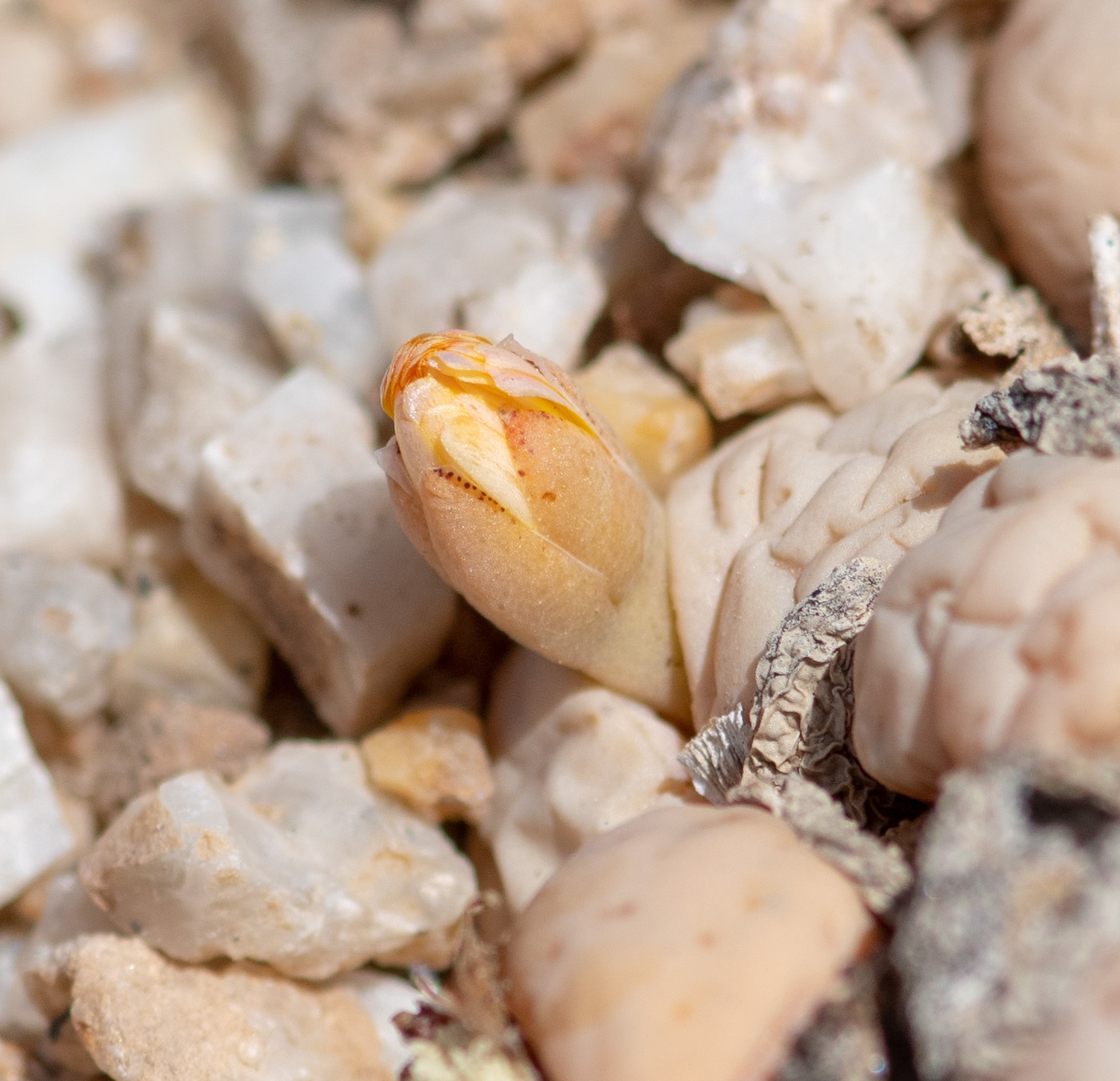 Изображение особи Lithops ruschiorum.