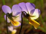 Viola tricolor. Вид на цветки с обратной стороны. Киев, Святошинский лес, июль.