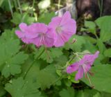 Geranium × cantabrigiense. Соцветия. Тверская обл., Весьегонск, в культуре; происхождение -Тверская обл., Весьегонский р-н, окр. дер. Шарицы, сосновый лес, свалка мусора. 20 июня 2020 г.