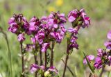 Pedicularis nordmanniana. Соцветия. Карачаево-Черкесия, Зеленчукский р-н, окр. пос. Архыз, Софийский хребет, западный склон пер. Софийское седло, ≈ 2360 м н.у.м., субальпийский луг. 04.08.2020.