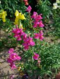 Antirrhinum majus. Верхушка цветущего растения. Московская обл., г. Железнодорожный, в культуре. 06.08.2020.