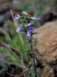 Campanula sibirica. Верхушка цветущего растения. Башкирия, Учалинский р-н, хребет Нурали, ≈ 700 м н.у.м., сухой склон. 22.07.2020.