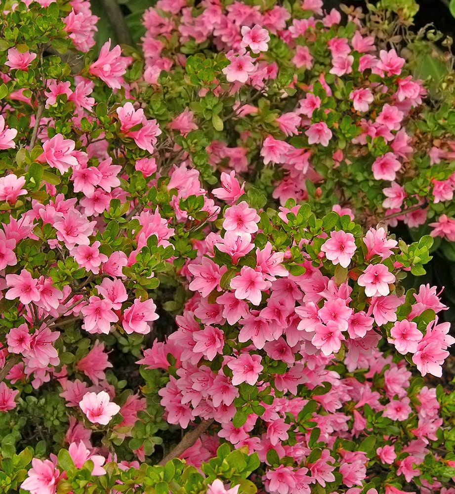 Image of Rhododendron obtusum specimen.