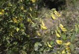 Cytisus villosus. Верхушки ветвей с цветками. Испания, автономное сообщество Каталония, провинция Жирона, комарка Баш Эмпорда, муниципалитет Калонже, берег малой реки. 28.03.2021.