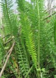 Achillea millefolium. Молодой аномальный лист. Краснодарский край, Кавказский р-н, ст-ца Темижбекская, у дороги. 21.04.2021.