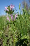 Lamium variety orientale