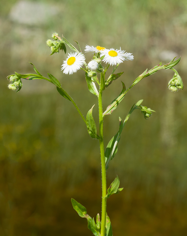 Image of Erigeron annuus specimen.