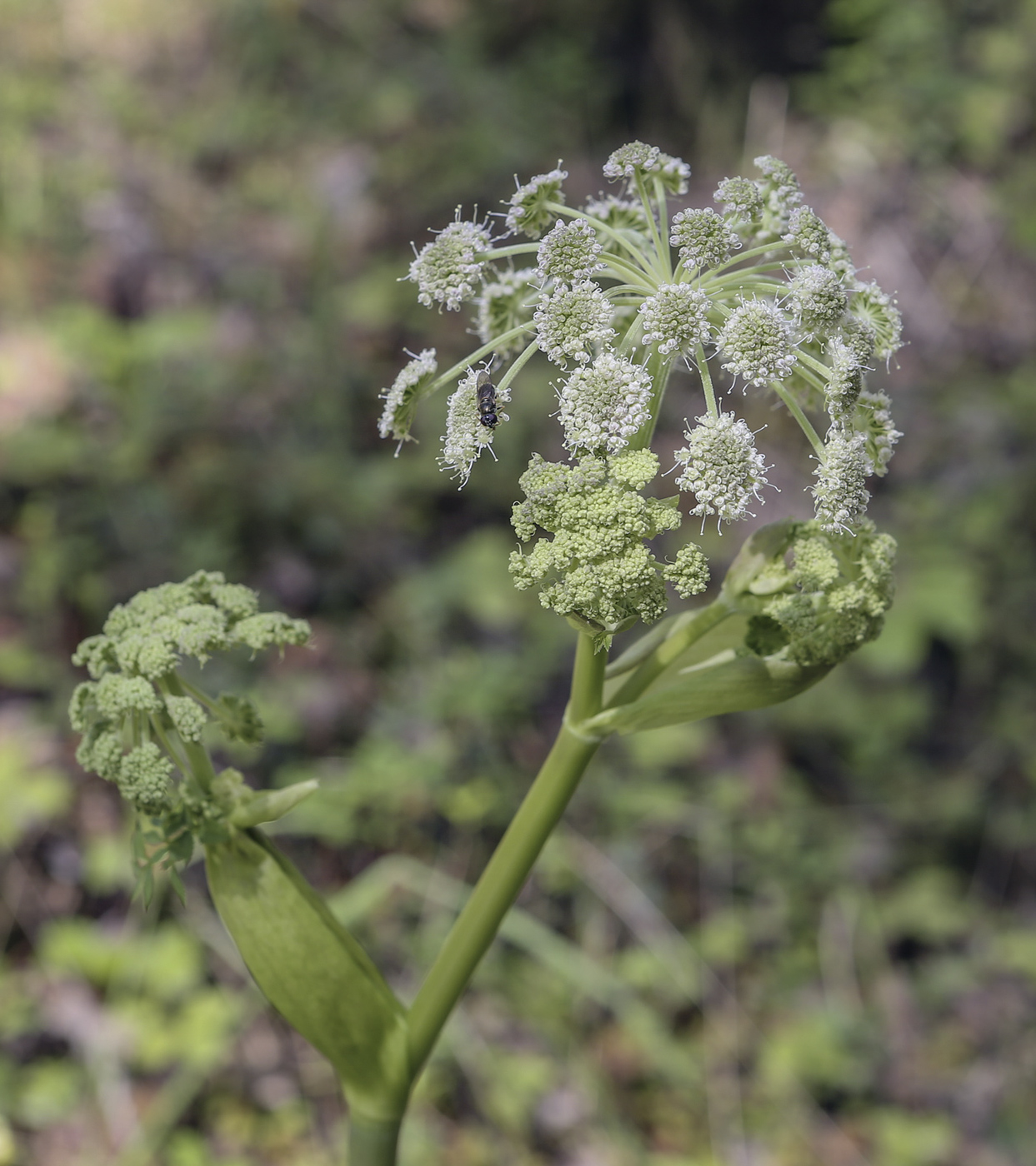 Image of Angelica sylvestris specimen.