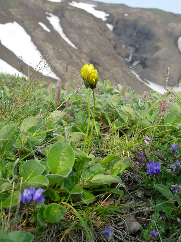 Image of Taraxacum acricorne specimen.