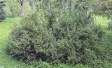 Dasiphora × friedrichsenii