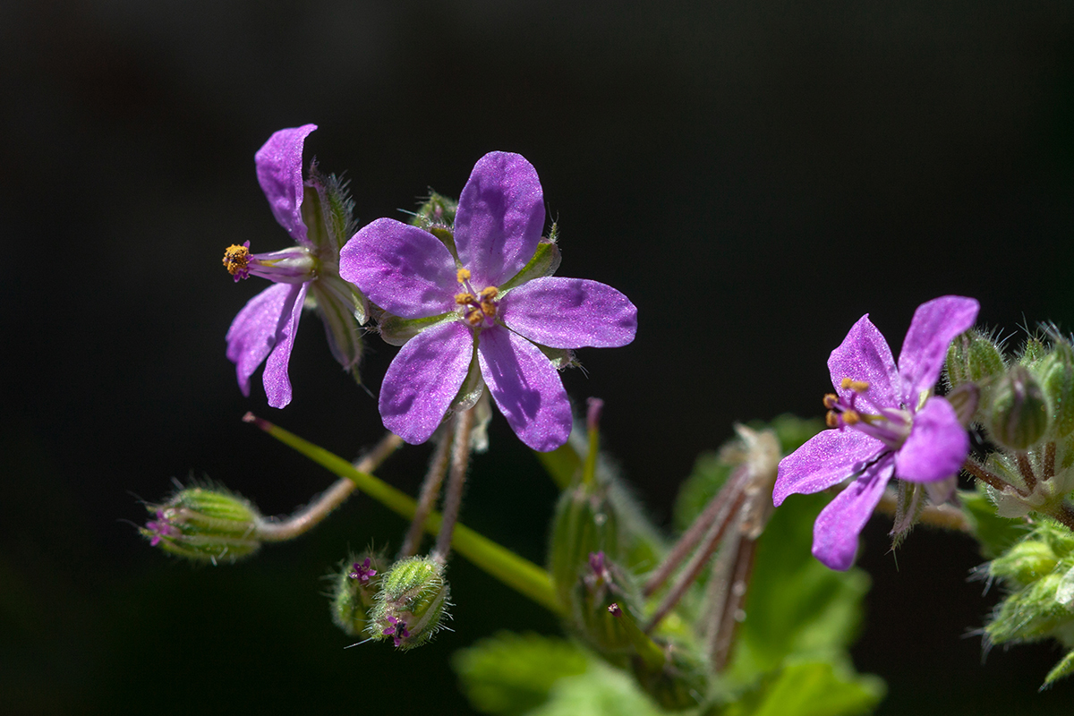 Изображение особи Erodium moschatum.