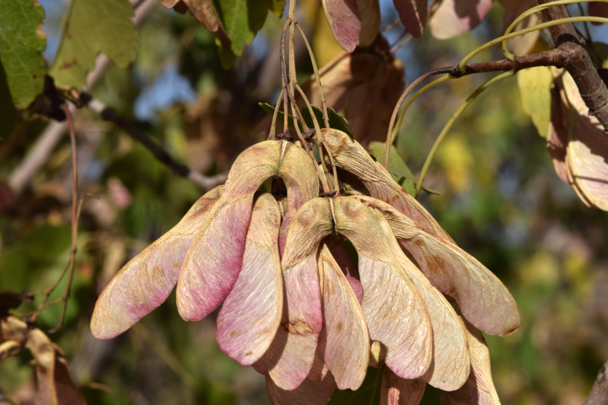 Image of Acer semenovii specimen.