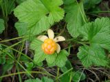 Rubus chamaemorus. Спелый плод и листья. Иркутская обл., Слюдянский р-н, окр. мыса Шаманский, заболоченный редкий лес. 22.07.2021.