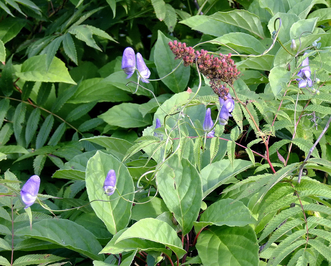 Image of Aconitum consanguineum specimen.