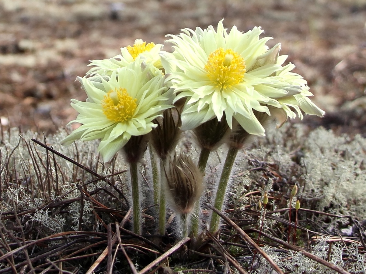 Image of Pulsatilla orientali-sibirica specimen.