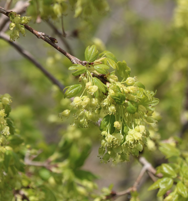 Изображение особи Acer ibericum.