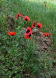 genus Papaver. Цветущие растения. Дагестан, Кумторкалинский р-н, долина р. Шураозень, луг. 30.04.2022.