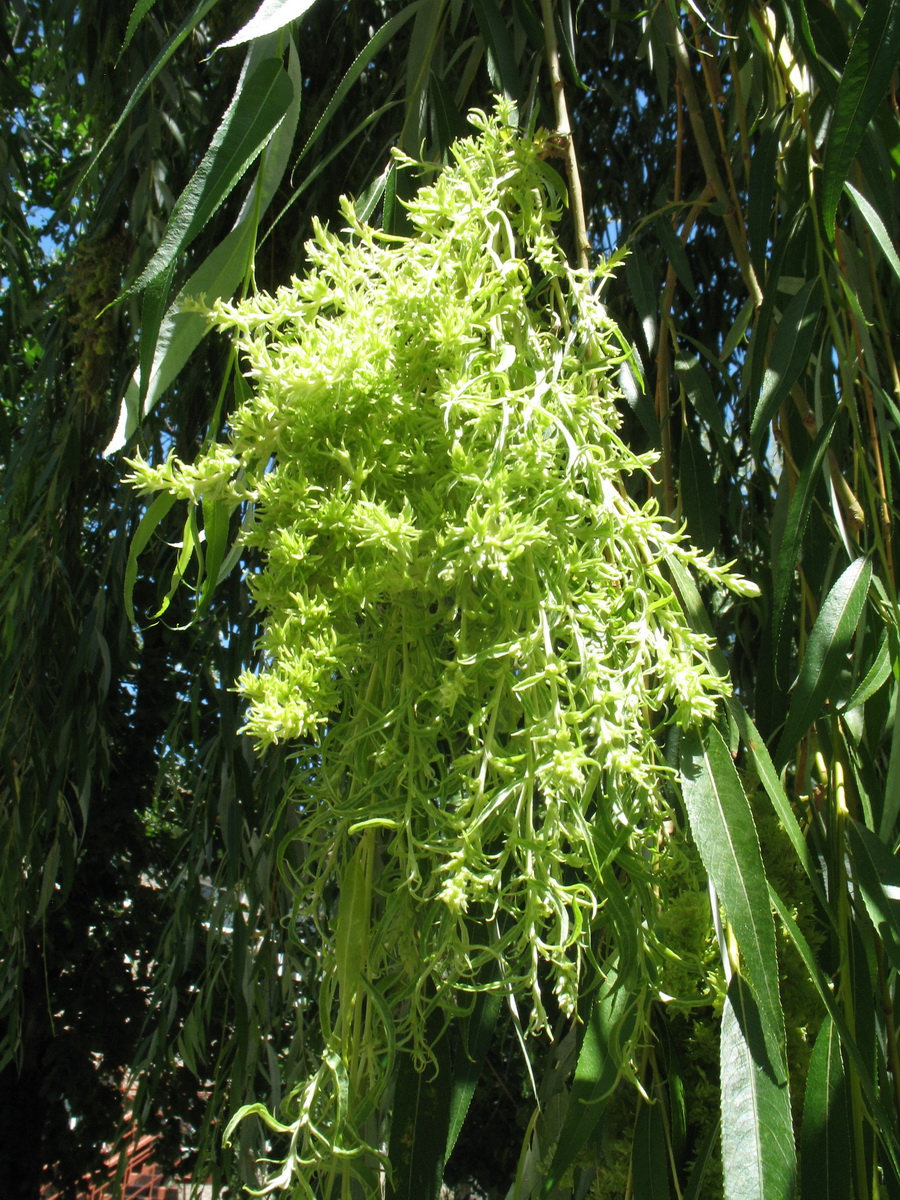 Image of Salix babylonica specimen.