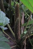 Gunnera tinctoria