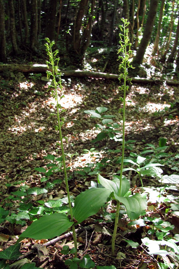 Image of Listera ovata specimen.