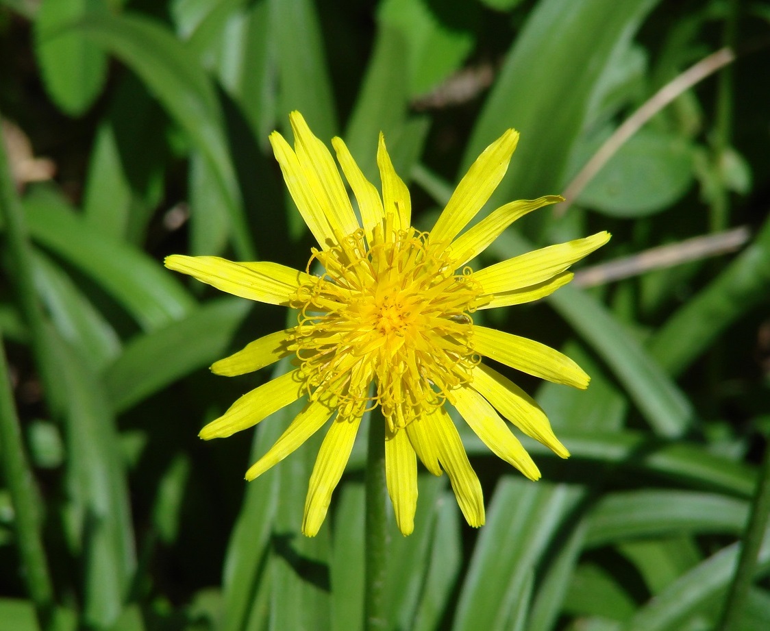 Image of Scorzonera radiata specimen.