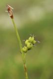 Carex vaginata subspecies quasivaginata. Часть побега с соплодием и отцветшим мужским соцветием (вверху). Мурманская обл., Кольский р-н, окр. с. Териберка, природный парк «Териберка», высота 111.7, седловина между возвышенностями, сыроватая кустарничковая тундра. 04.08.2022.