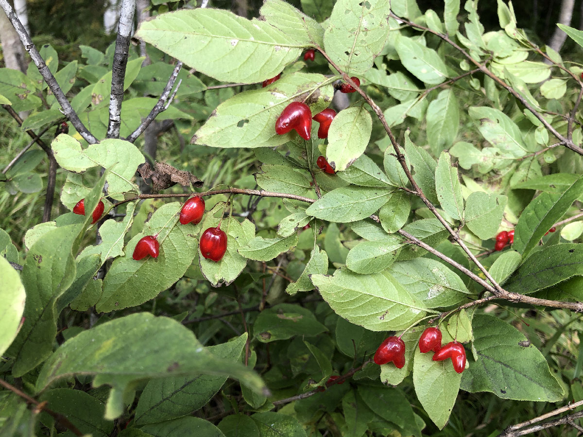 Image of Lonicera maximowiczii specimen.