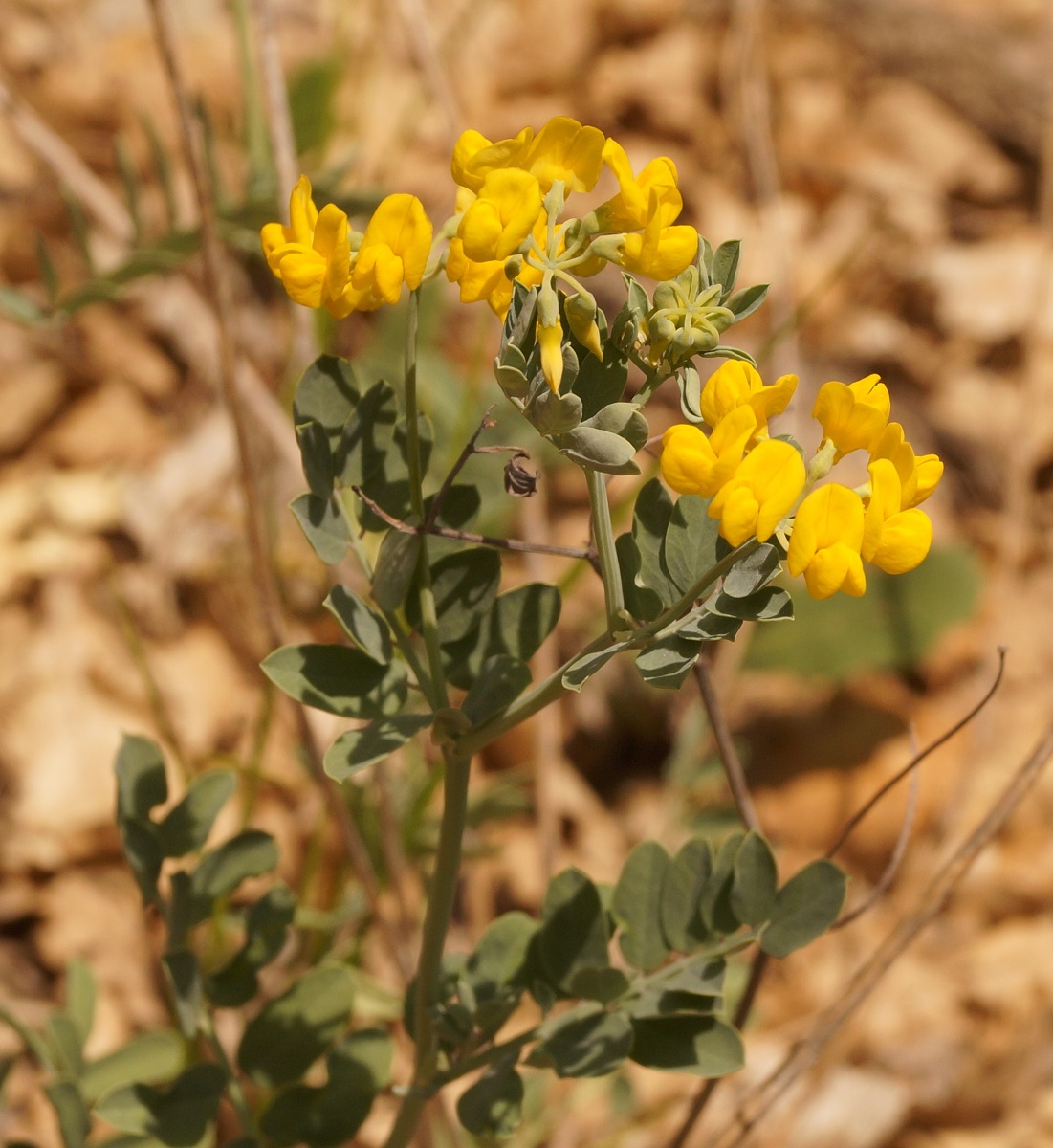 Image of Coronilla coronata specimen.