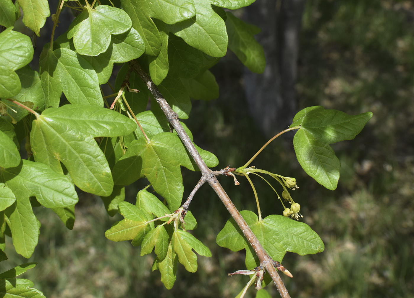 Image of Acer monspessulanum specimen.