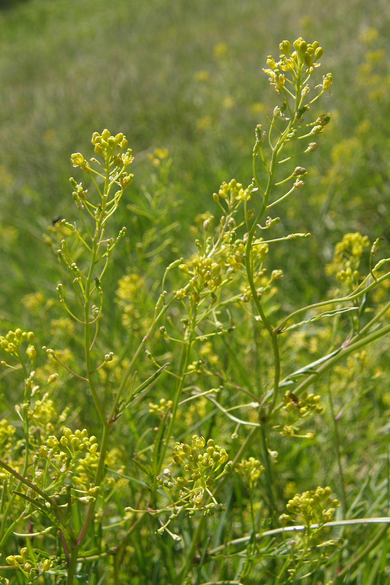 Изображение особи Rorippa sylvestris.