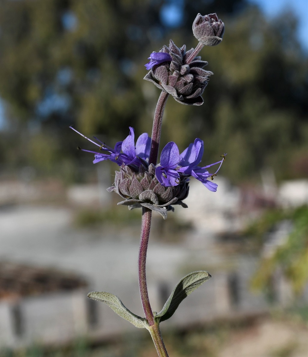 Изображение особи род Salvia.