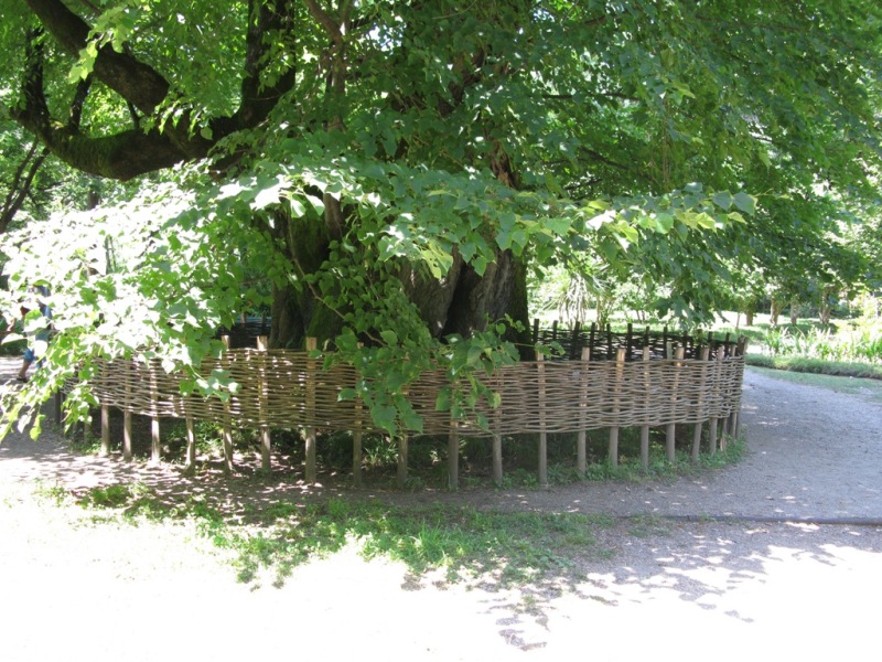 Image of Tilia begoniifolia specimen.