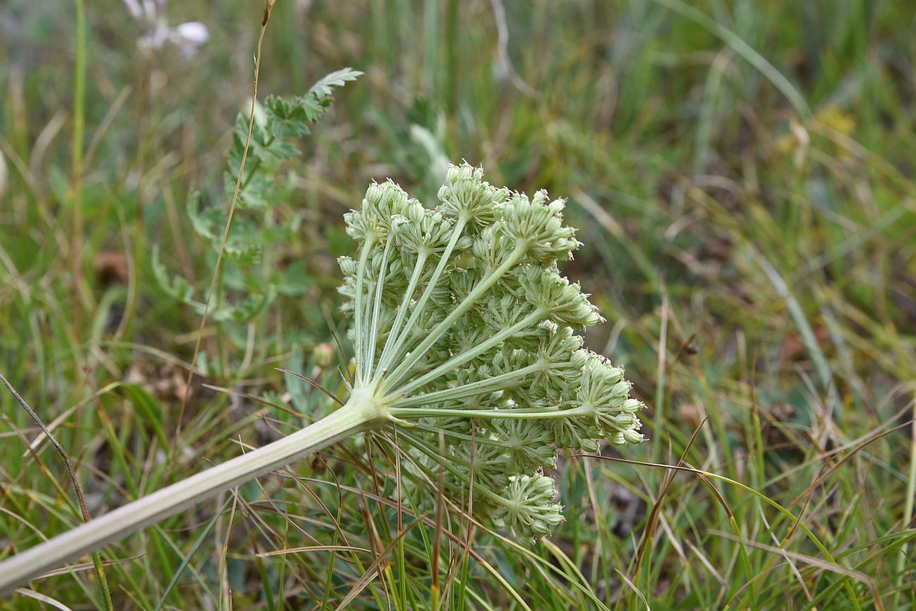 Image of Seseli libanotis specimen.