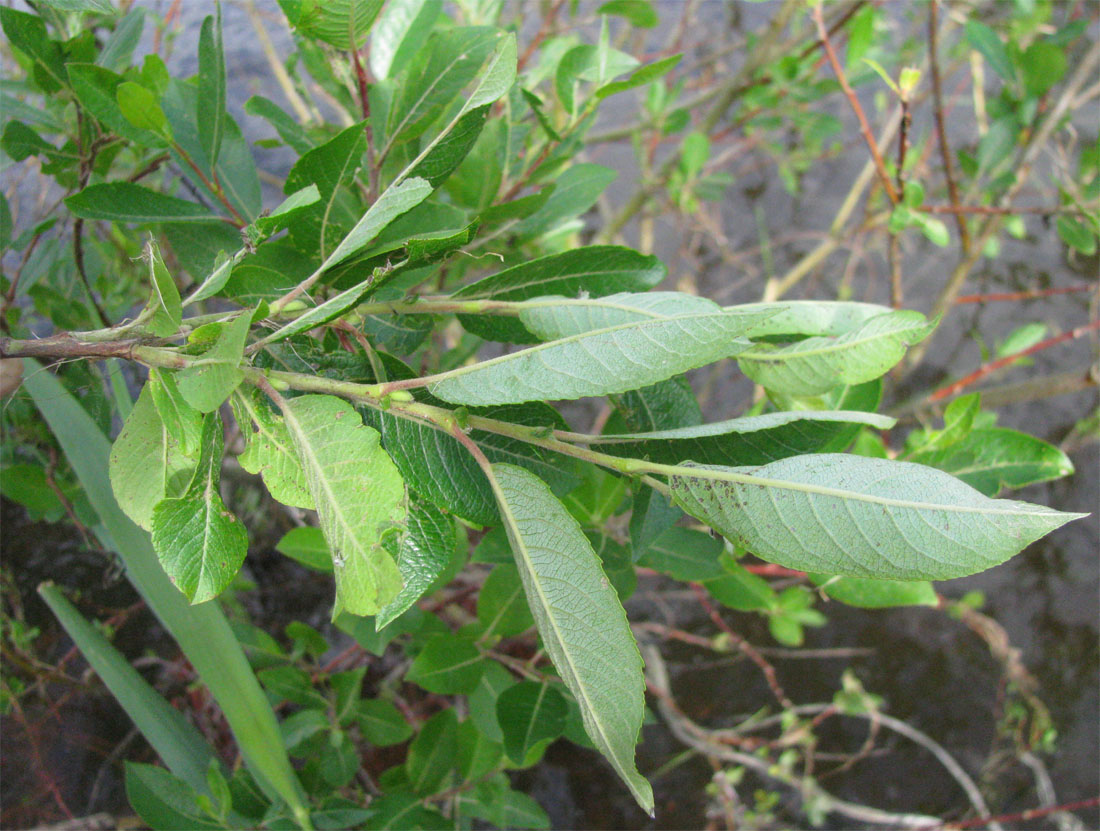 Image of Salix myrsinifolia specimen.