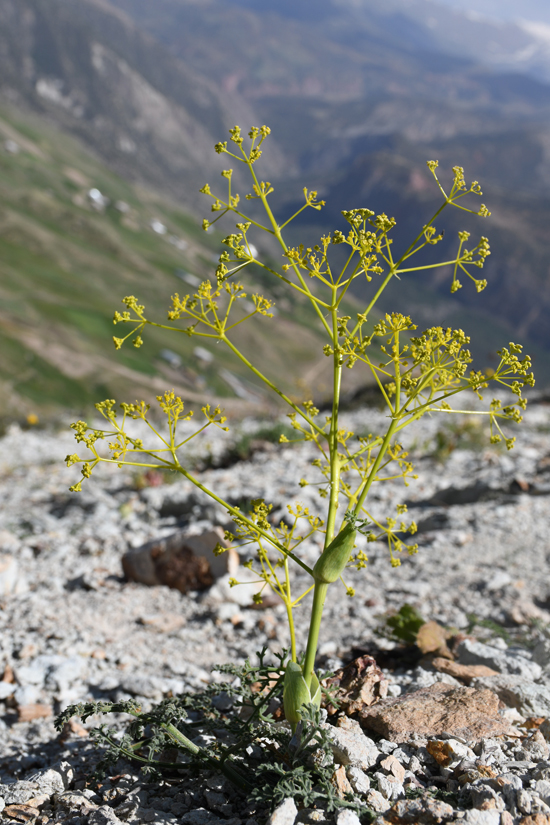 Изображение особи Ferula pratovii.