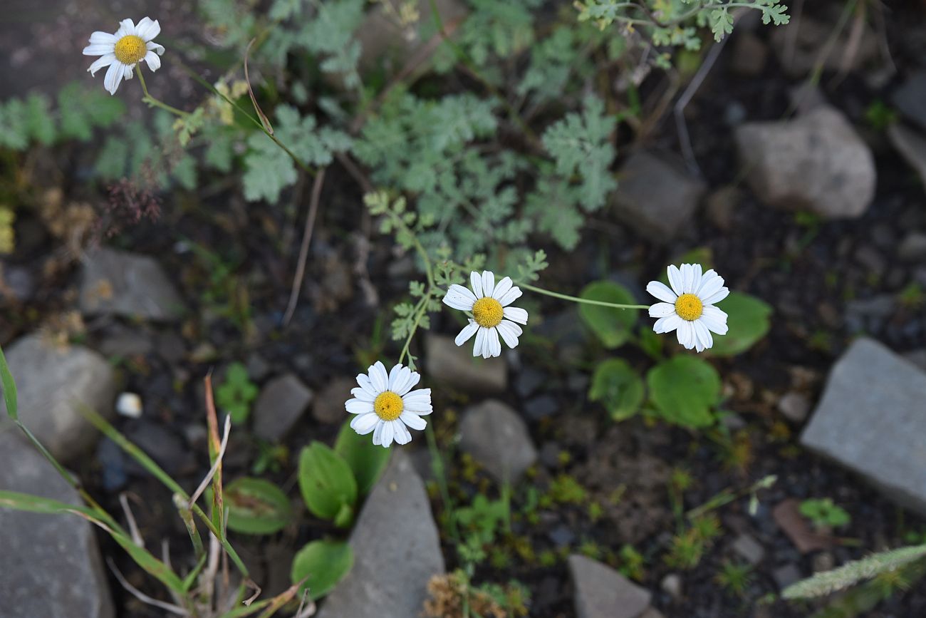 Изображение особи Pyrethrum demetrii.