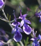 Teucrium orientale. Цветки. Чечня, Шаройский р-н, левый борт долины р. Шикаройакх, ниже селения Шикарой. 8 августа 2023 г.