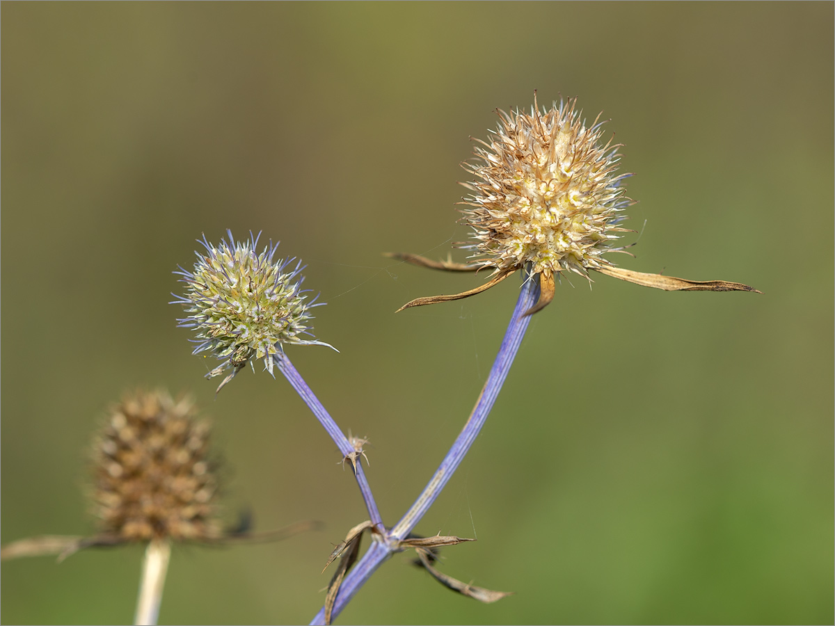 Image of Eryngium planum specimen.