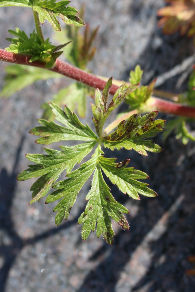 Image of Potentilla intermedia specimen.