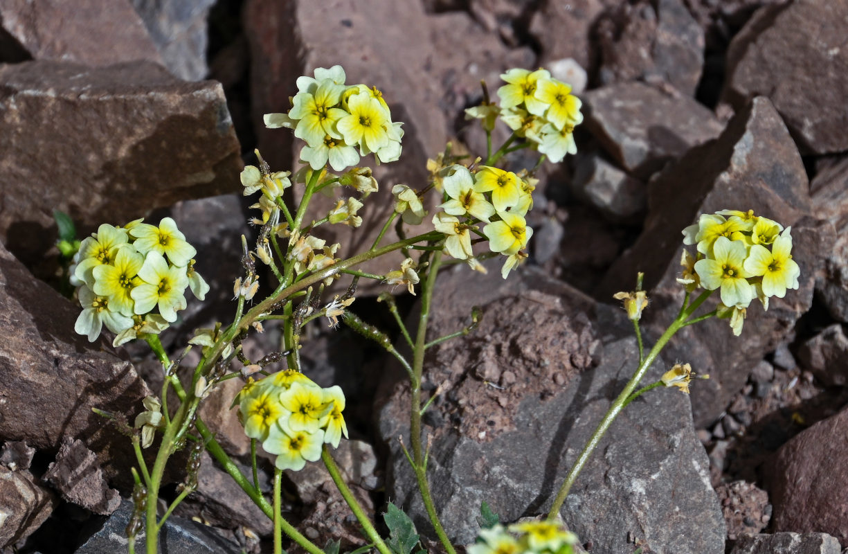 Image of Chorispora macropoda specimen.