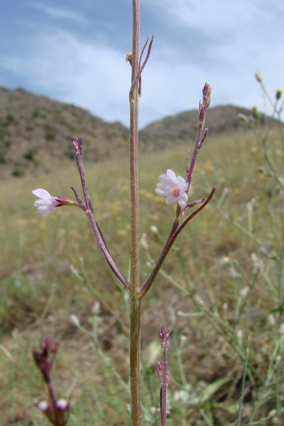 Image of Leptorhabdos parviflora specimen.