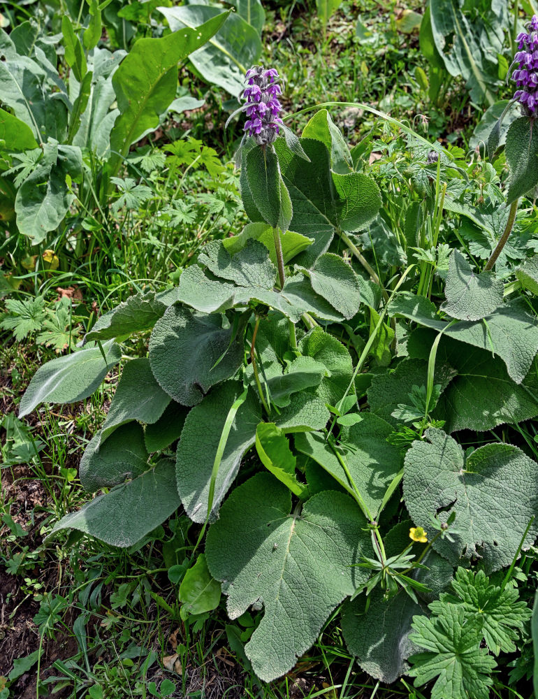 Image of Phlomoides oreophila specimen.