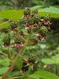 Rubus allegheniensis. Соплодие с незрелыми плодами. Тверская обл., Кимрский р-н, окр. дер. Нутромо, край заболоченного участка в сосново-еловом бору, возле лесной дороги. 20.07.2023.