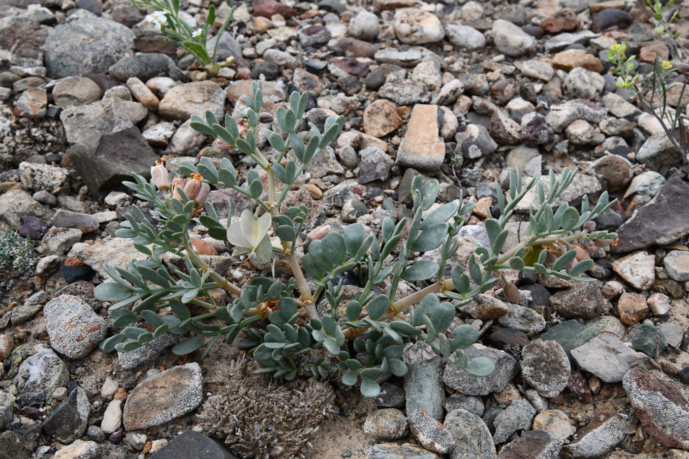 Изображение особи Zygophyllum pinnatum.