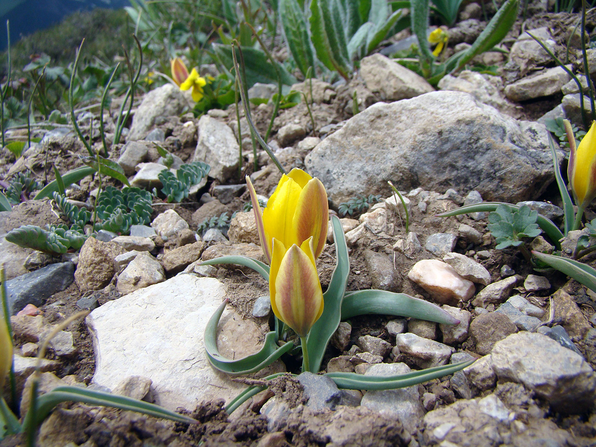 Image of Tulipa thianschanica specimen.
