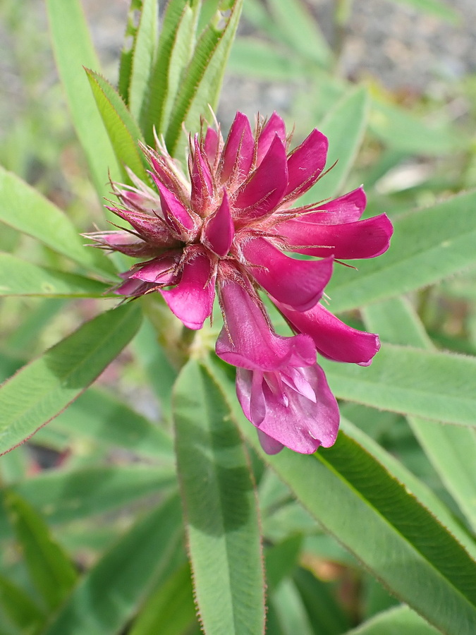 Изображение особи Trifolium lupinaster.