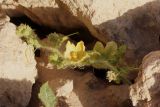 Citrullus lanatus. Верхушка побега с цветками. Египет, окр. г. Эль-Дабаа, у дороги через бывшие пашни, рудеральная растительная группировка на отвалах камней. 22.12.2023.