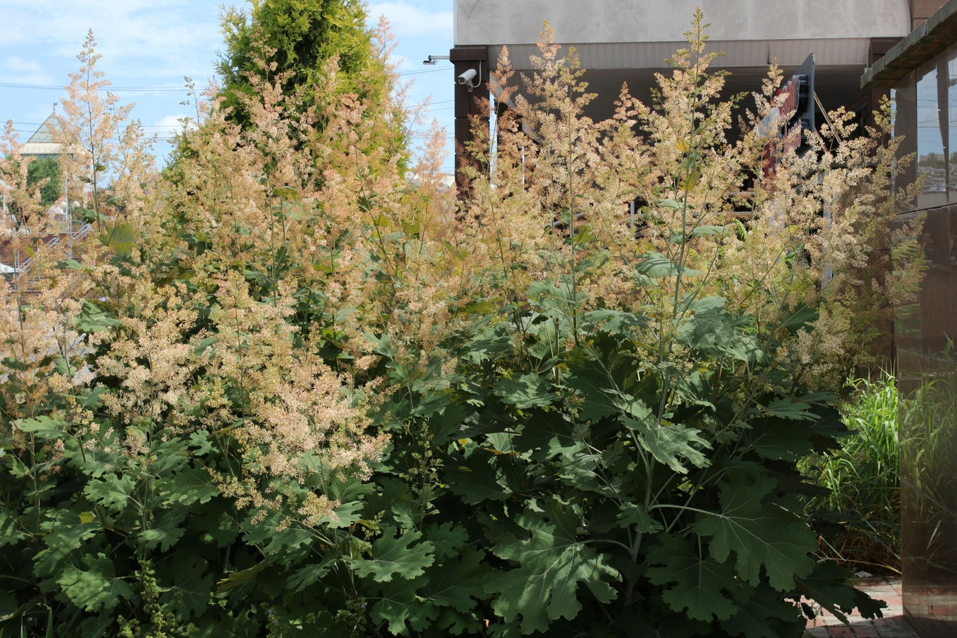 Image of Macleaya cordata specimen.