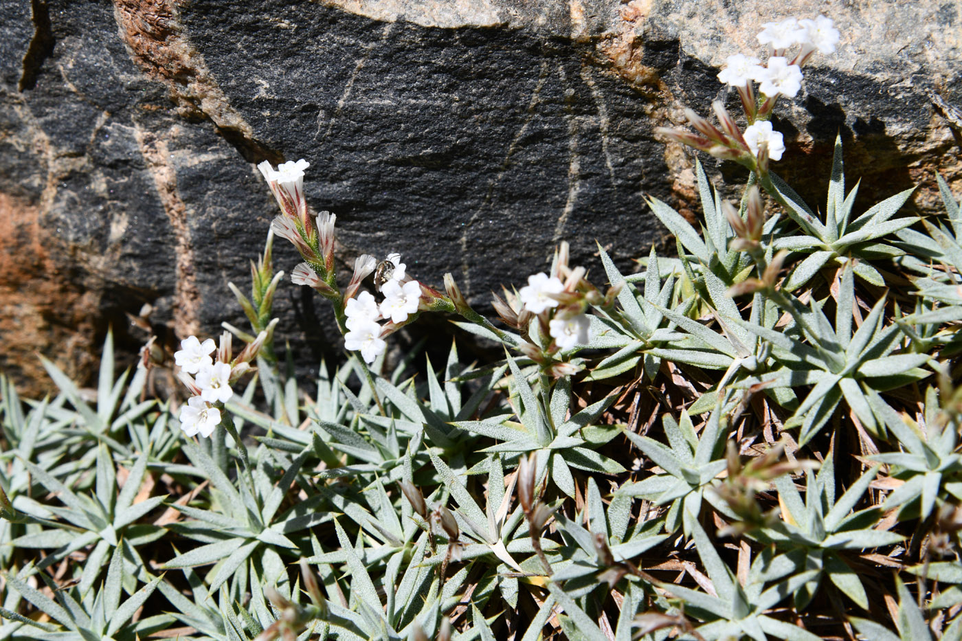 Image of Acantholimon alexeenkoanum specimen.